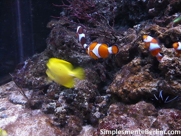AquaDom & Sea Life AquaDom & SeaLife em Berlim