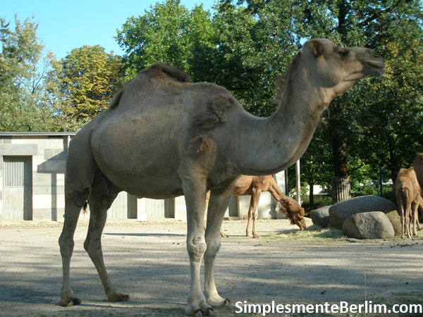 Zoologischer Garten (Jardim Zoológico de Berlim) Zoológico de Berlim
