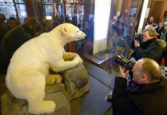 Empalhado, urso Knut é exposto em Berlim