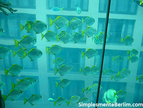 AquaDom & Sealife OQueFazerComCriancasEmBerlim_AquadomSealife